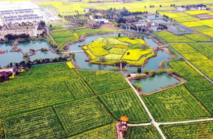 沙洋县高标准油菜项目
